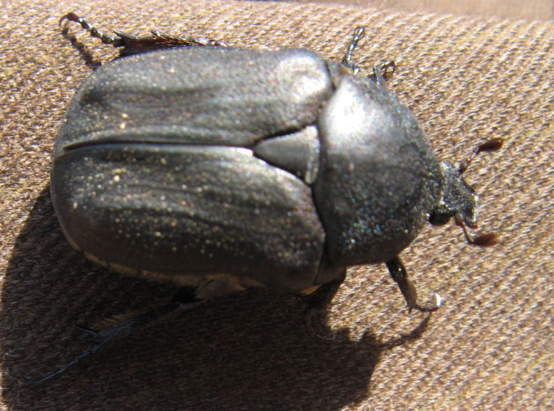 Coleotteri di Corsica